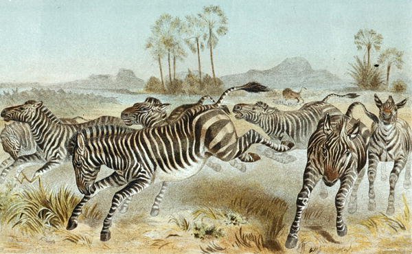 Zebra, tallrik från "Brehms Tierleben: Allgemeine Kunde des Tierreichs", vol 3, sid. 81, utgiven av Bibliographisches Institut av German School