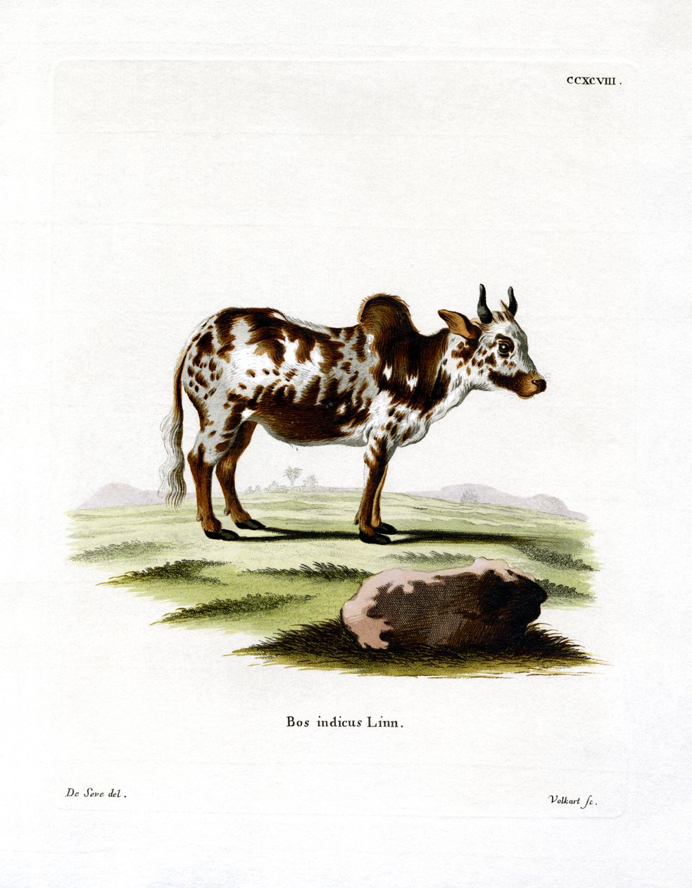 Zebu (färgad gravyr) av German School