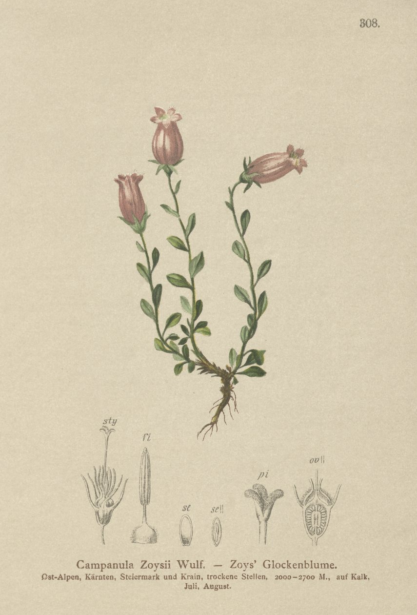 Zois Bellflower (Campanula Zoysii) av German School