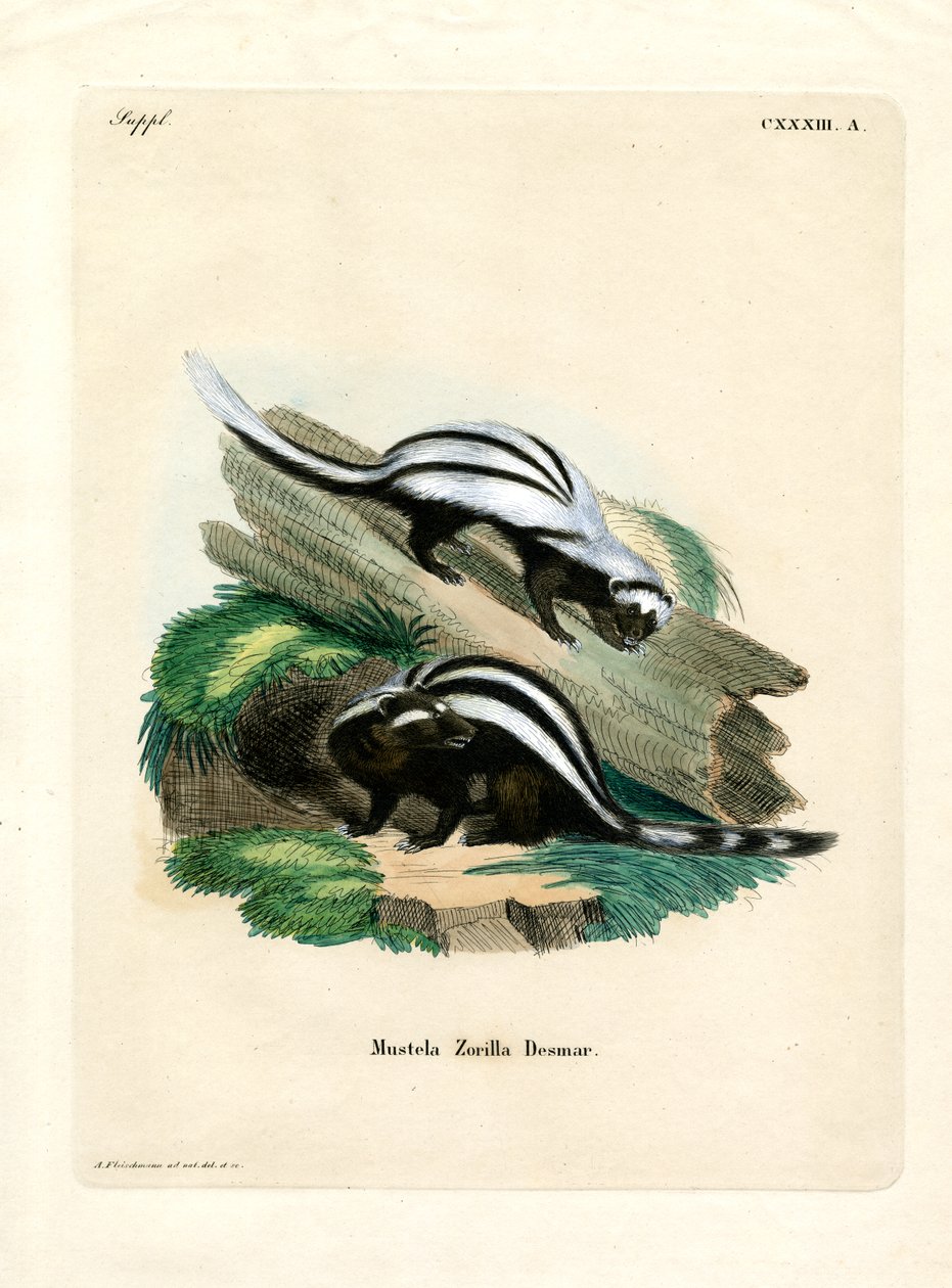 Zorilla (färgad gravyr) av German School