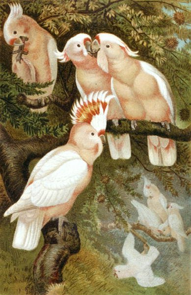 dnca kakadua, tallrik från "Brehms Tierleben: Allgemeine Kunde des Tierreichs", vol.5, s.380, utgiven av Bibliographisches Institut av German School
