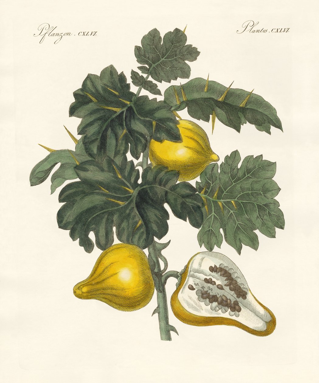 nippelfrukt (färgad gravyr) av German School