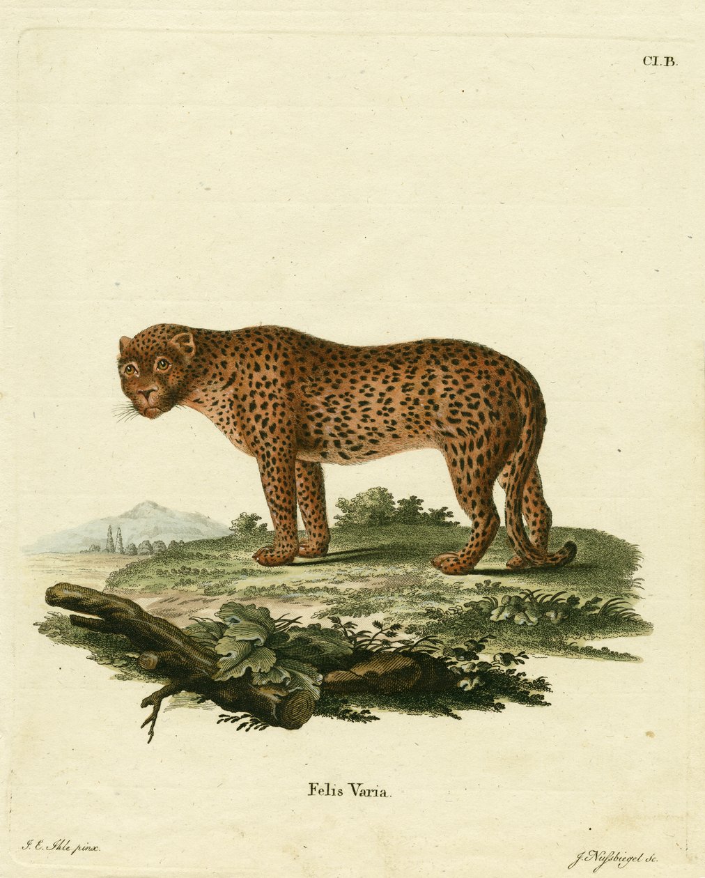 panter (färgad gravyr) av German School