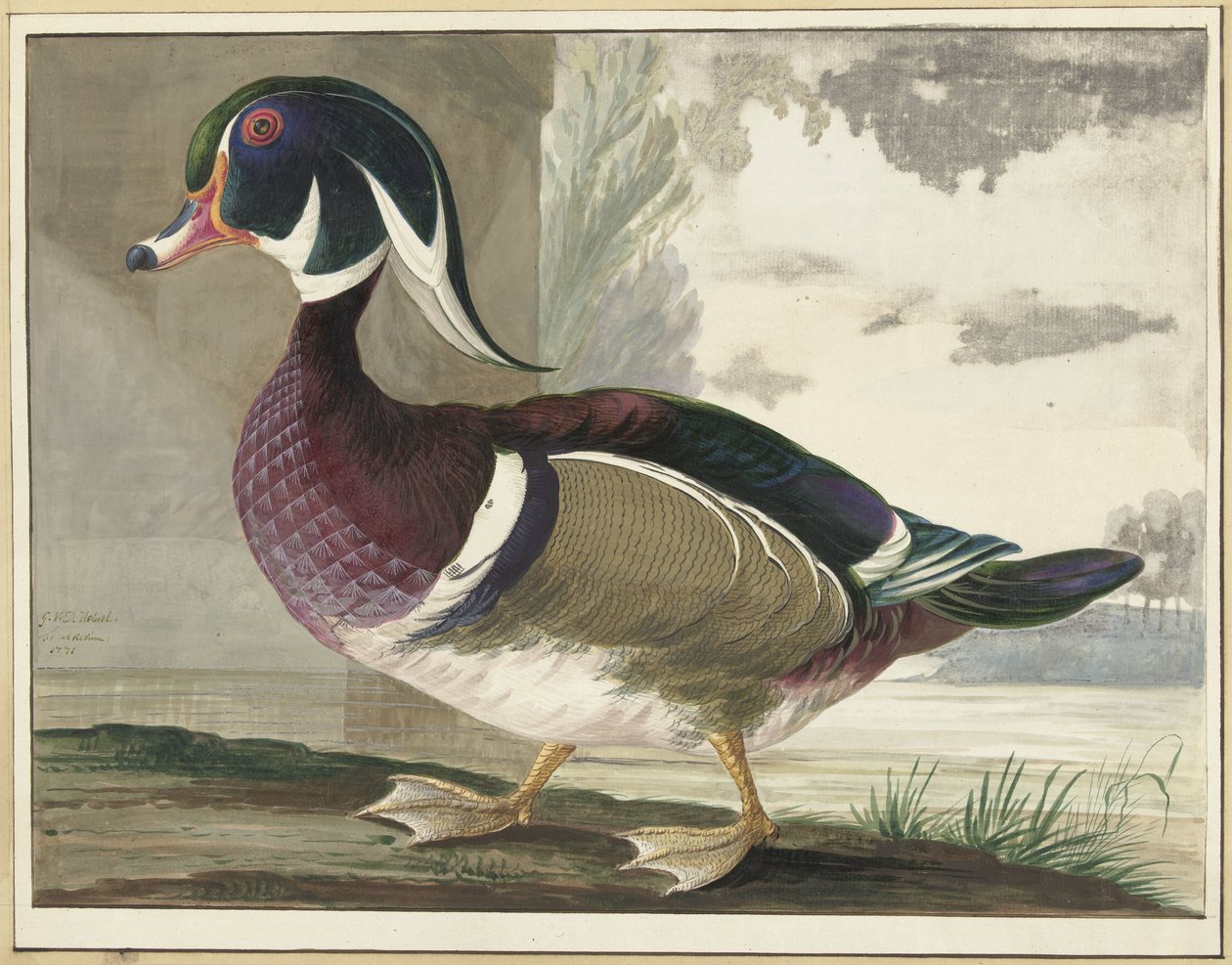 carolina anka av Gerrit van den Heuvel