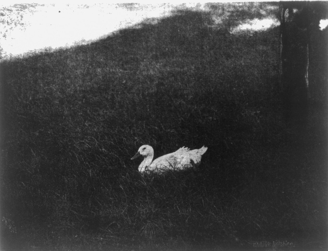 Det enkla livet av Gertrude Kasebier av Gertrude Käsebier