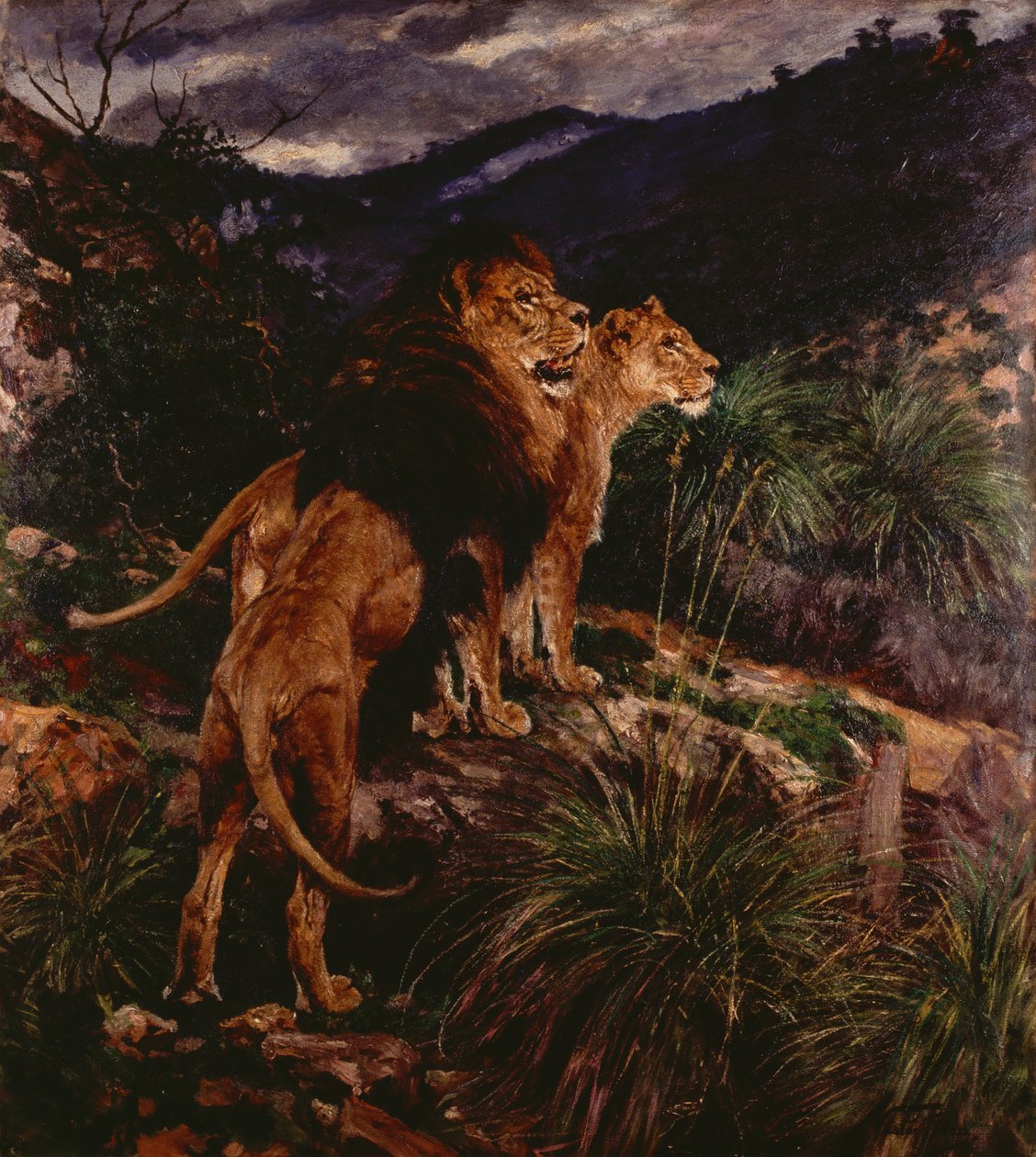 Lions Stalking (olja på duk) av Geza Vastagh