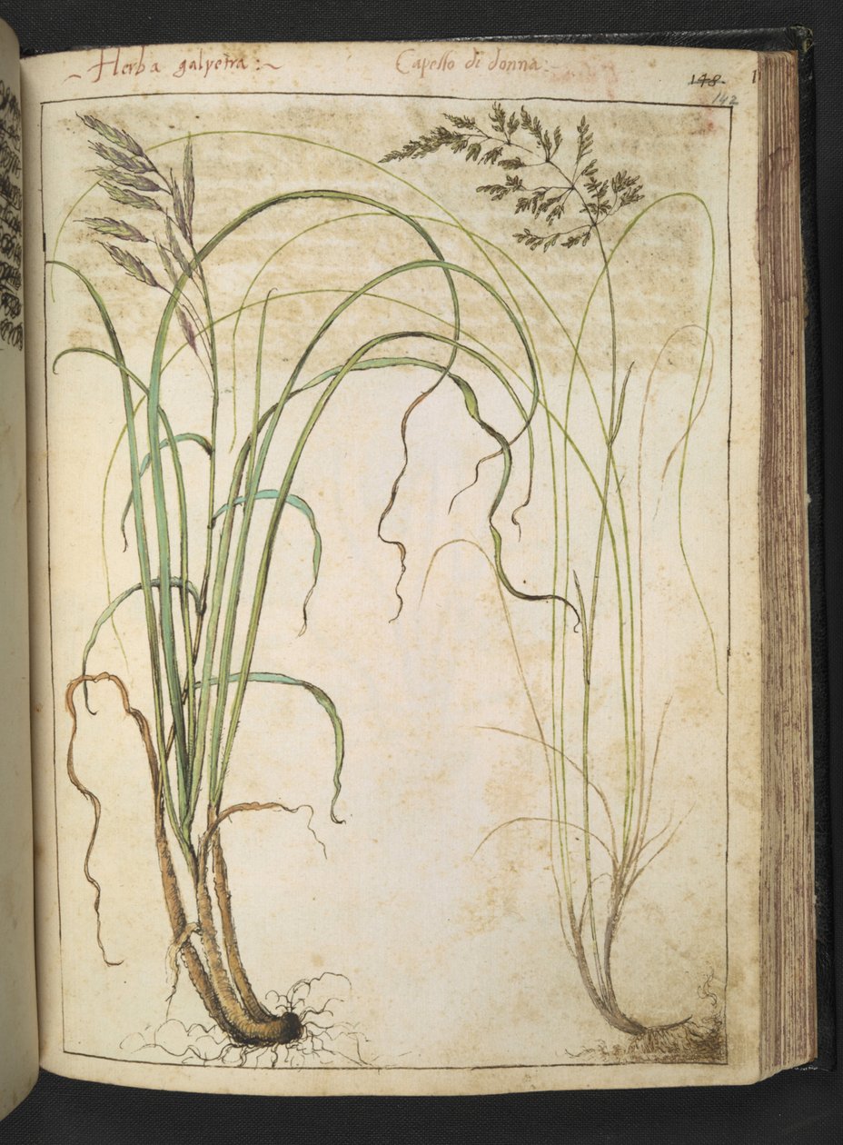 En örtväxt, från "Paintings of Flora of the Roman States" av Gherardo Cibo, Add MS 22333, f142r, c.1564-84 (akvarell & gouache på papper) av Gherardo Cibo