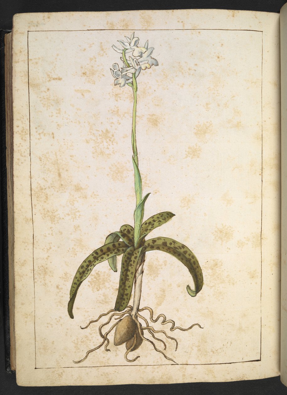 En växt med vita kronblad, från "Paintings of Flora of the Roman States" av Gherardo Cibo, Add MS 22333, f173v, c.1564-84 (akvarell & gouache på papper) av Gherardo Cibo