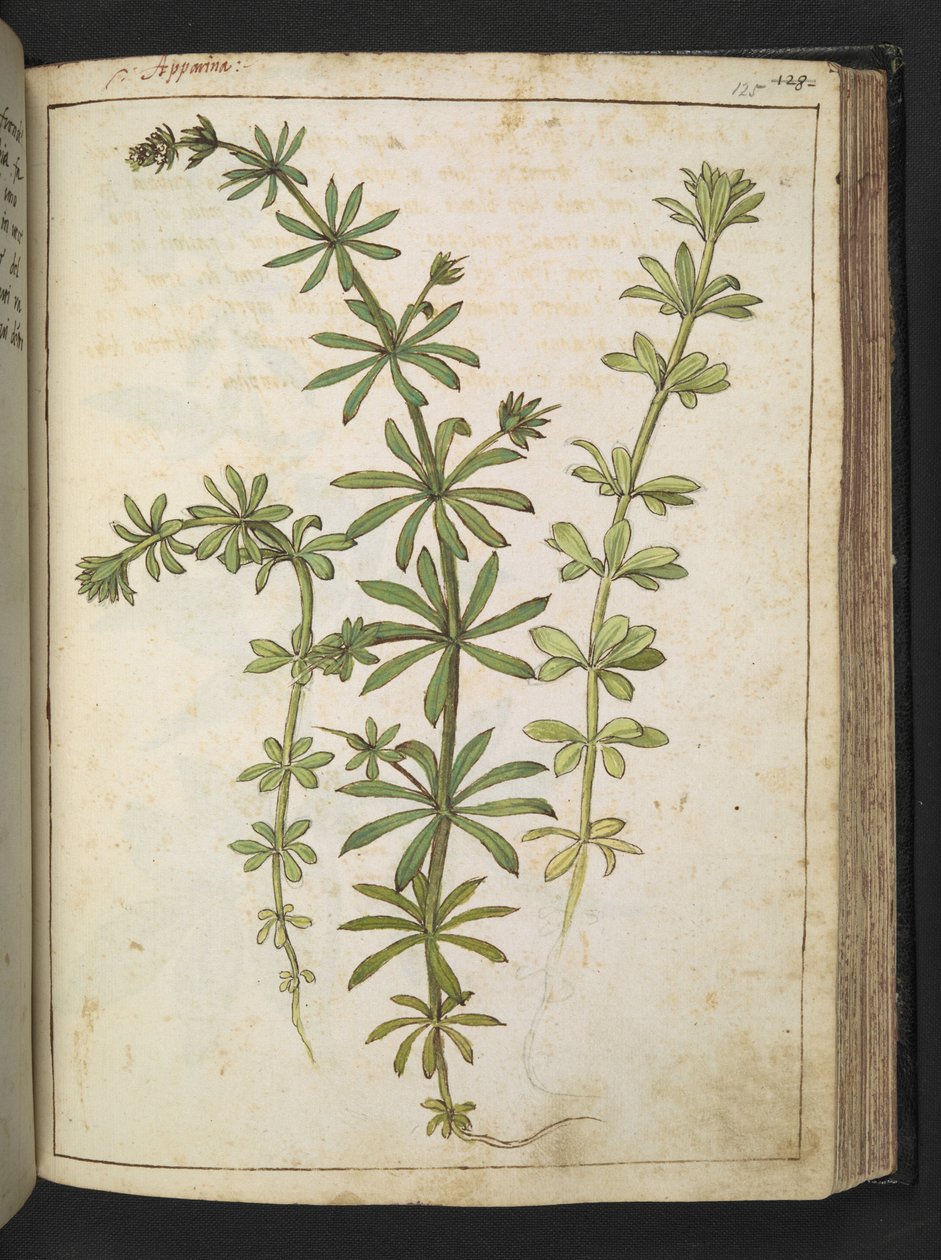 En växt med gröna blad, från "Paintings of Flora of the Roman States" av Gherardo Cibo, Add MS 22333, f125r, c.1564-84 (akvarell & gouache på papper) av Gherardo Cibo