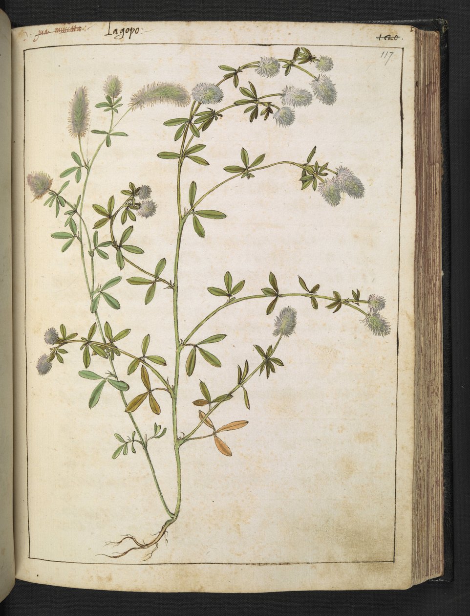 En växt med vita blommor. , från "Paintings of Flora of the Roman States" av Gherardo Cibo, Add MS 22333, f117r, c.1564-84 (akvarell & gouache på papper) av Gherardo Cibo