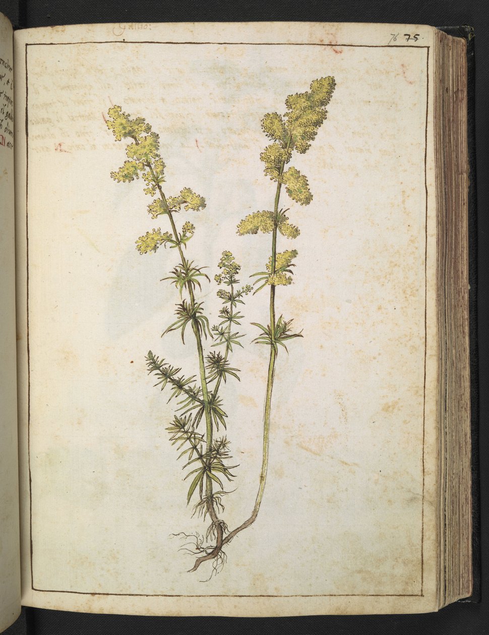 En växt med gult bladverk, från "Paintings of Flora of the Roman States" av Gherardo Cibo, Add MS 22333, f076r, c.1564-84 (akvarell & gouache på papper) av Gherardo Cibo