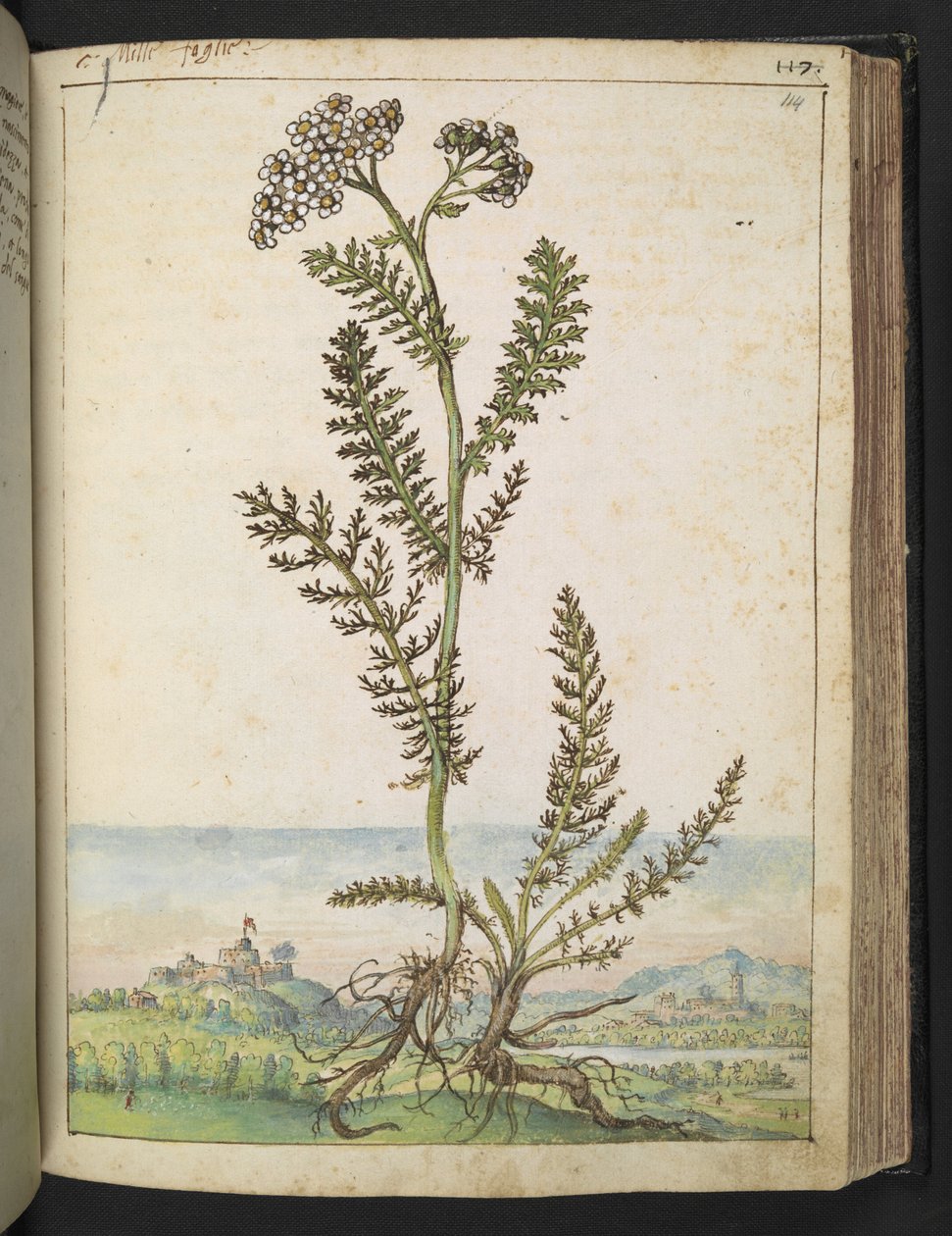 Achillea millefolium: En hög ormbunksväxt med vita blommor, från "Paintings of Flora of the Roman States" av Gherardo Cibo, Add MS 22333, f114r, c.1564-84 (akvarell & gouache på papper) av Gherardo Cibo