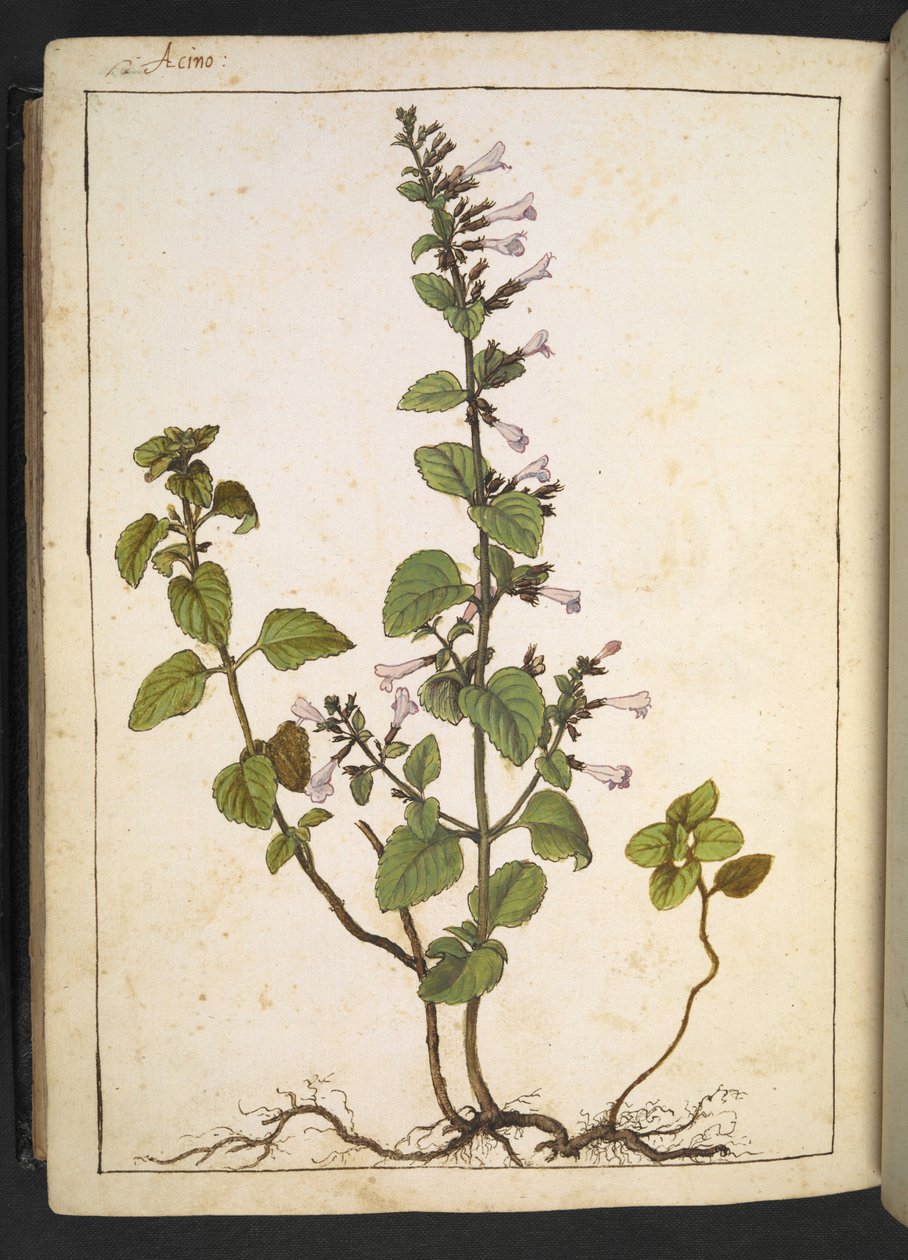 Acinos, Clinopodium: Perenn vedartad växt med rörformade blommor, från "Paintings of Flora of the Roman States" av Gherardo Cibo, Add MS 22333, f175v, c.1564-84 (akvarell & gouache på papper) av Gherardo Cibo