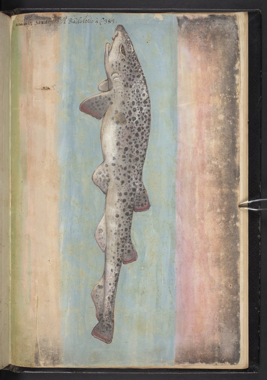 Lägg till MS 22333 f.66r, Fish, från 