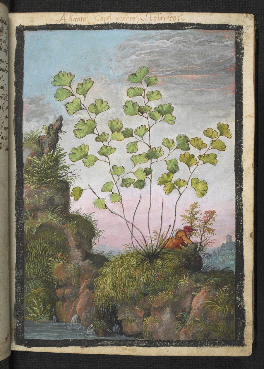Adiantum capillus-veneris, från "Paintings of Flora of the Roman States" av Gherardo Cibo, Add MS 22333, f017r, c.1564-84 (akvarell & gouache på papper) av Gherardo Cibo