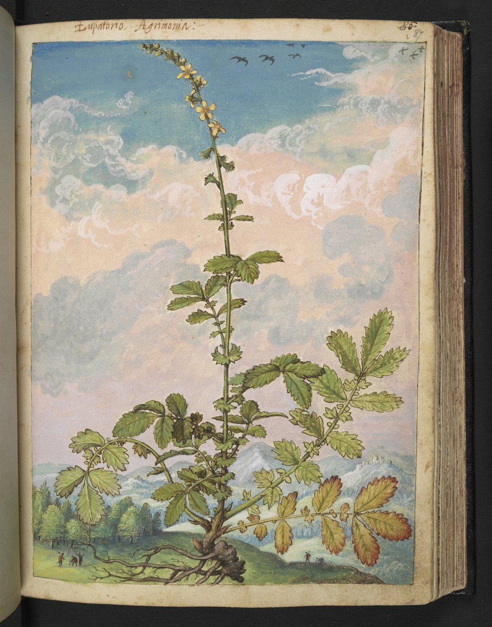 Agrimonia eupatoria, från "Paintings of Flora of the Roman States" av Gherardo Cibo, Add MS 22333, f087r, c.1564-84 (akvarell & gouache på papper) av Gherardo Cibo