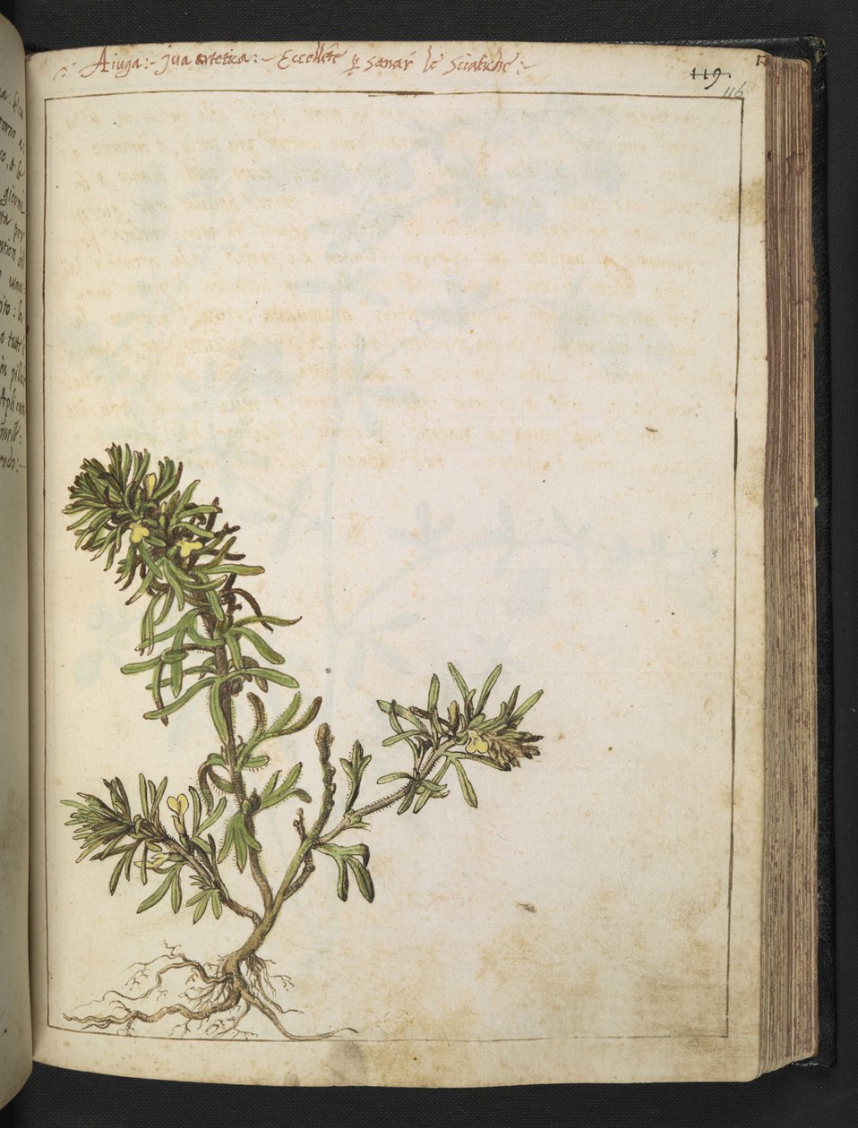 Ajuga chamaepitys: En växt med gröna blad och gula blommor, från "Paintings of Flora of the Roman States" av Gherardo Cibo, Add MS 22333, f116r, c.1564-84 (akvarell & gouache på papper) av Gherardo Cibo