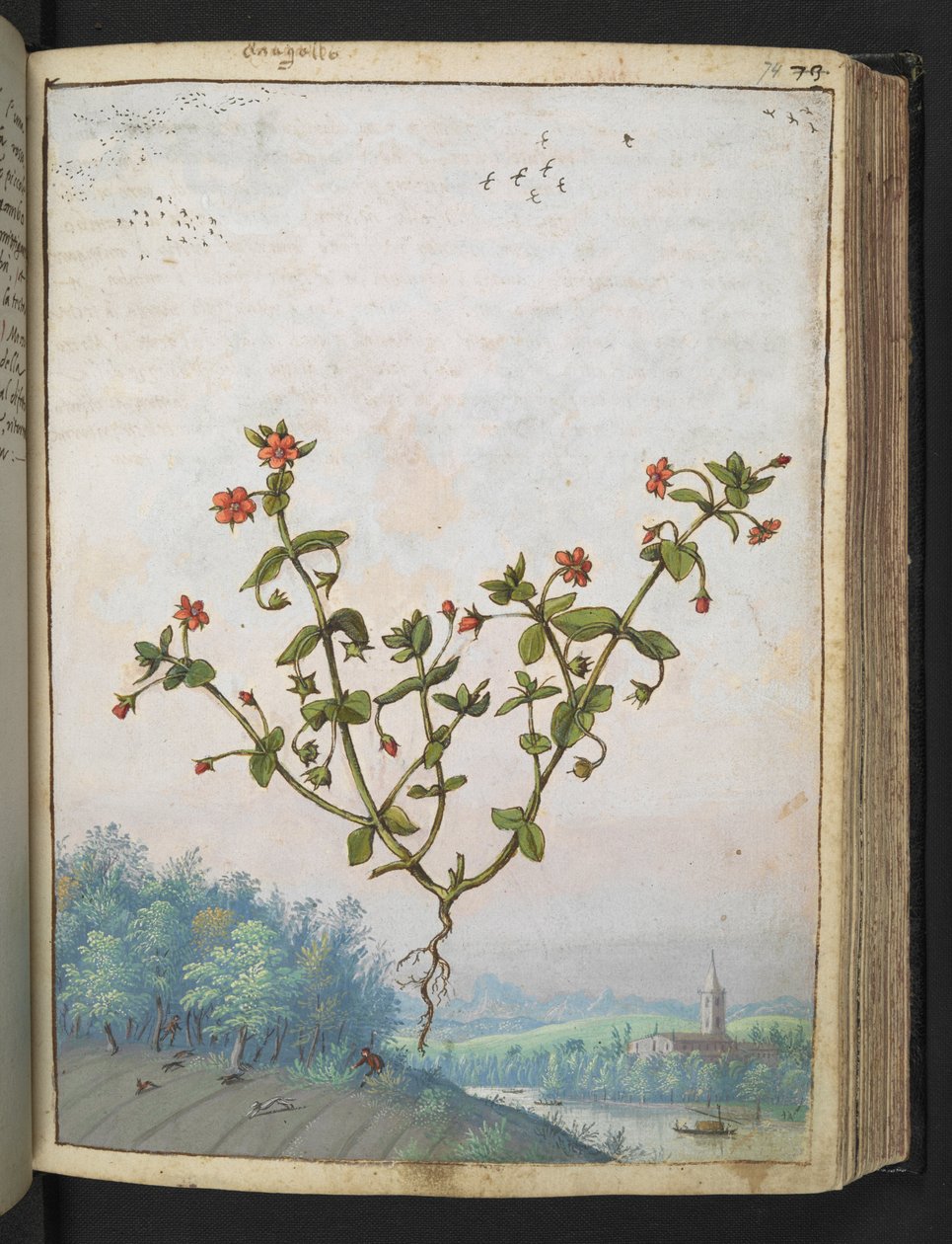 Anagalis arvensis: En växt med röda blommor, från "Paintings of Flora of the Roman States" av Gherardo Cibo, Add MS 22333, f074r, c.1564-84 (akvarell & gouache på papper) av Gherardo Cibo