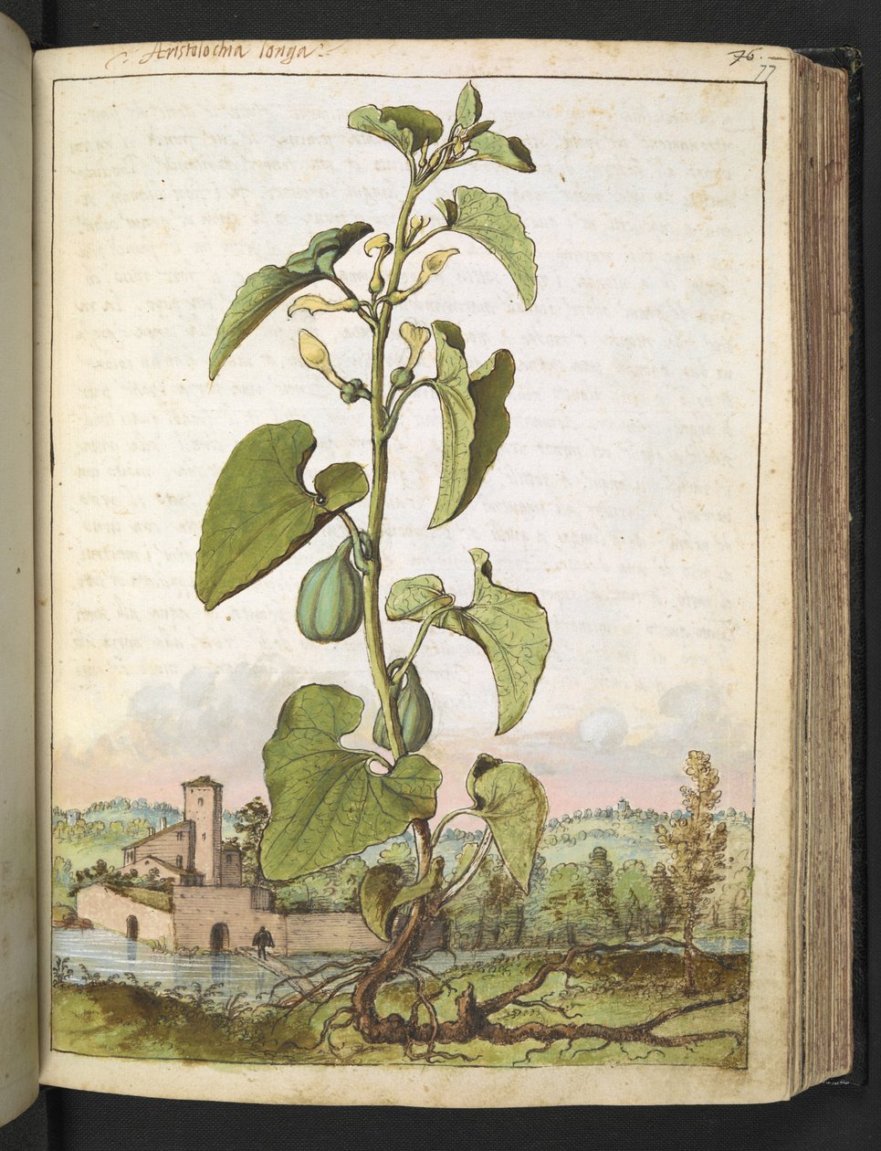 Aristolochia clematitis, från "Paintings of Flora of the Roman States" av Gherardo Cibo, Add MS 22333, f077r, c.1564-84 (akvarell & gouache på papper) av Gherardo Cibo
