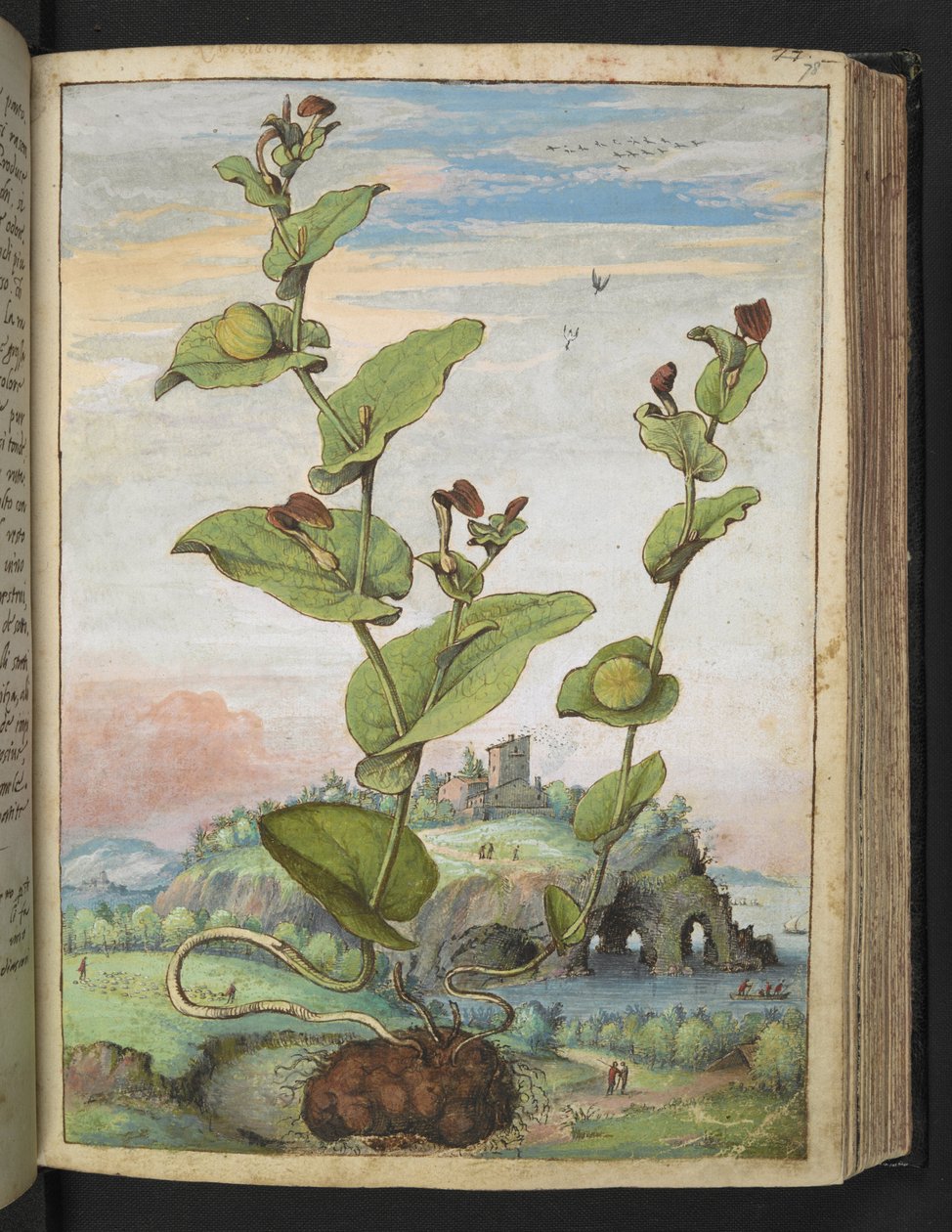 Aristolochia rotunda: En fruktbärande växt, från "Paintings of Flora of the Roman States" av Gherardo Cibo, Add MS 22333, f078r, c.1564-84 (akvarell & gouache på papper) av Gherardo Cibo