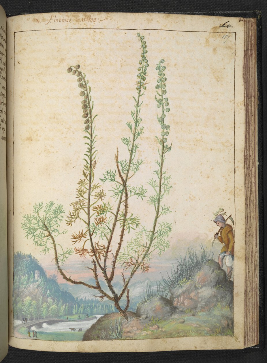 Artemisia abrotanum (södra trä), från "Paintings of Flora of the Roman States" av Gherardo Cibo, Add MS 22333, f157r, c.1564-84 (akvarell & gouache på papper) av Gherardo Cibo