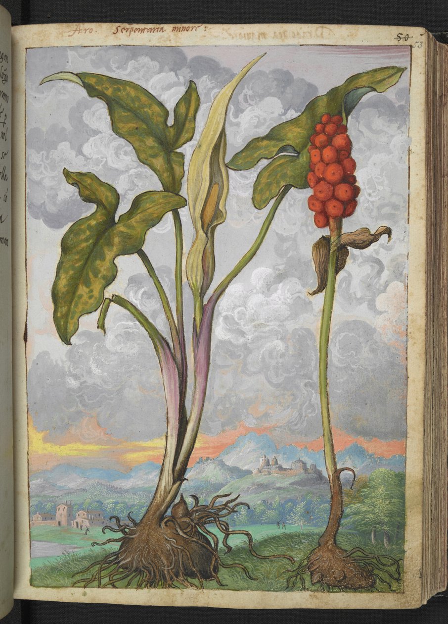 Arum italicum, från "Paintings of Flora of the Roman States" av Gherardo Cibo, Add MS 22333, f053r, c.1564-84 (akvarell & gouache på papper) av Gherardo Cibo