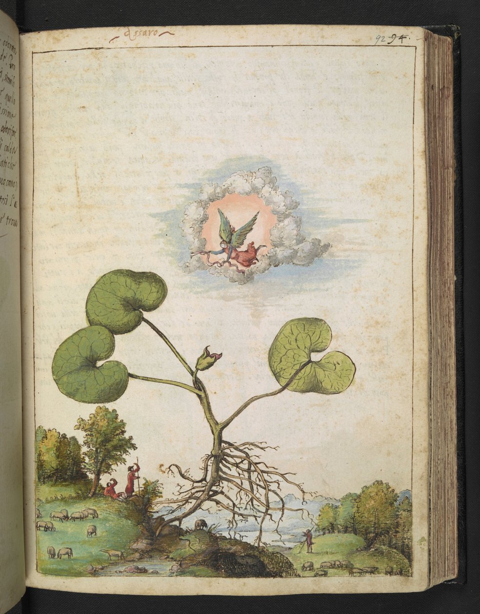 Asarum europaeum, från "Paintings of Flora of the Roman States" av Gherardo Cibo, Add MS 22333, f092r, c.1564-84 (akvarell & gouache på papper) av Gherardo Cibo