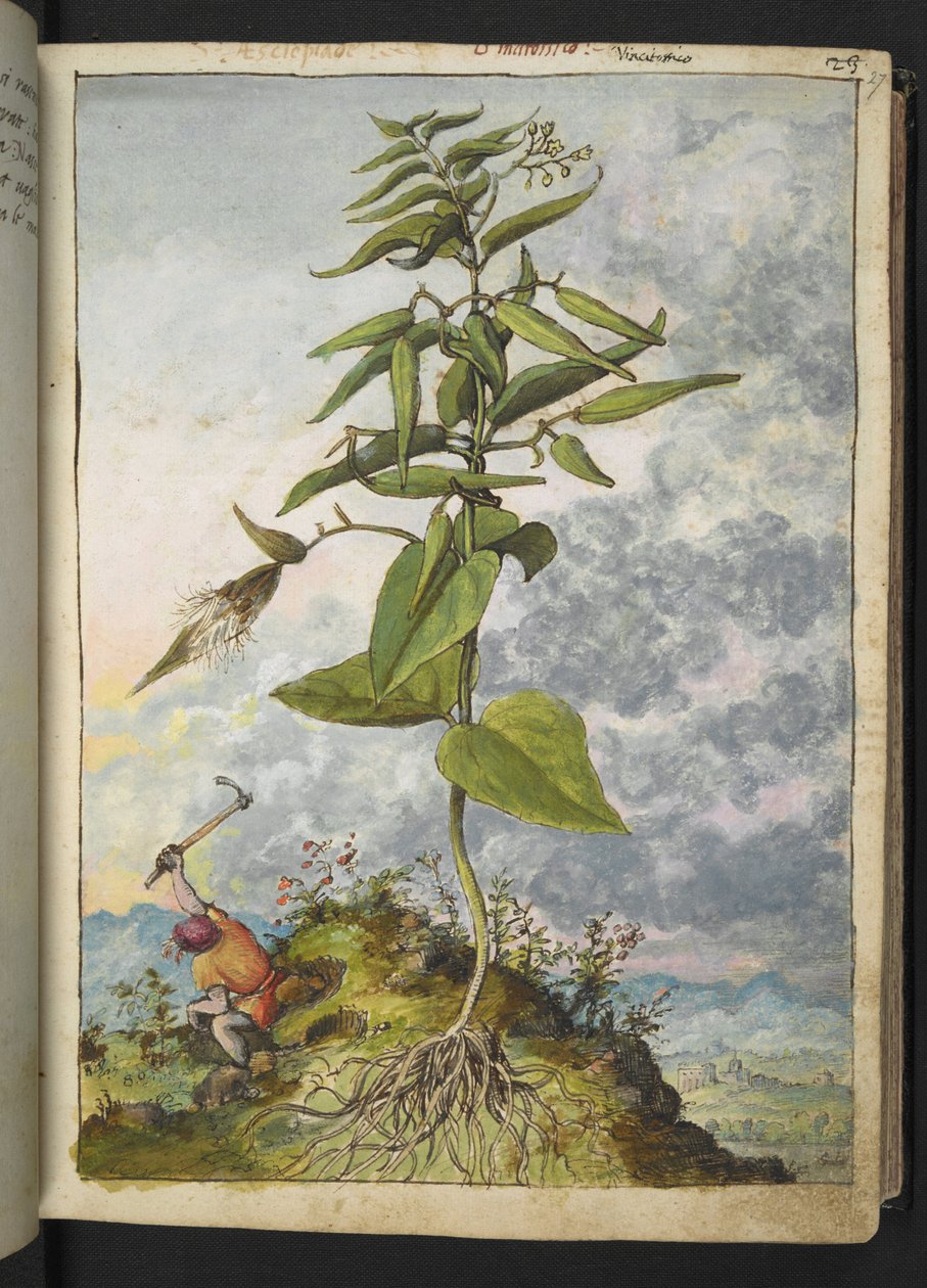 Asclepias, från "Paintings of Flora of the Roman States" av Gherardo Cibo, Add MS 22333, f027r, c.1564-84 (akvarell & gouache på papper) av Gherardo Cibo