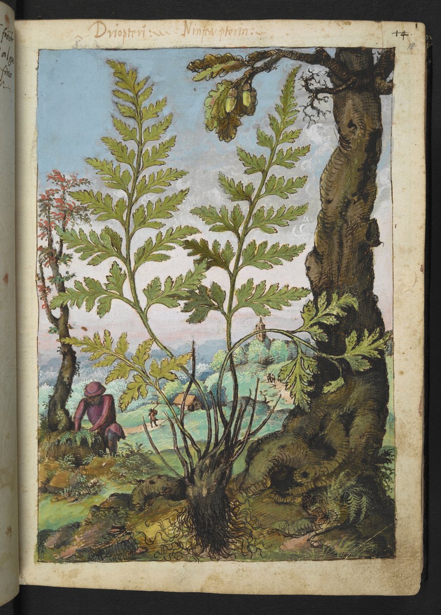 Asplenium adianthum nigrum, från "Paintings of Flora of the Roman States" av Gherardo Cibo, Add MS 22333, f018r, c.1564-84 (akvarell & gouache på papper) av Gherardo Cibo