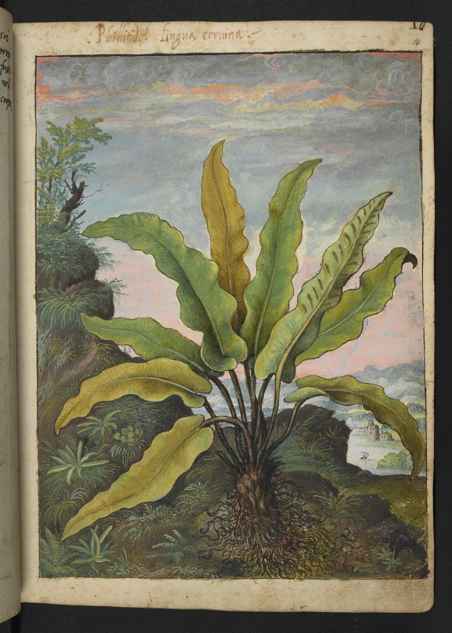 Asplenium scolopendrium, från "Paintings of Flora of the Roman States" av Gherardo Cibo, Add MS 22333, f014r, c.1564-84 (akvarell & gouache på papper) av Gherardo Cibo