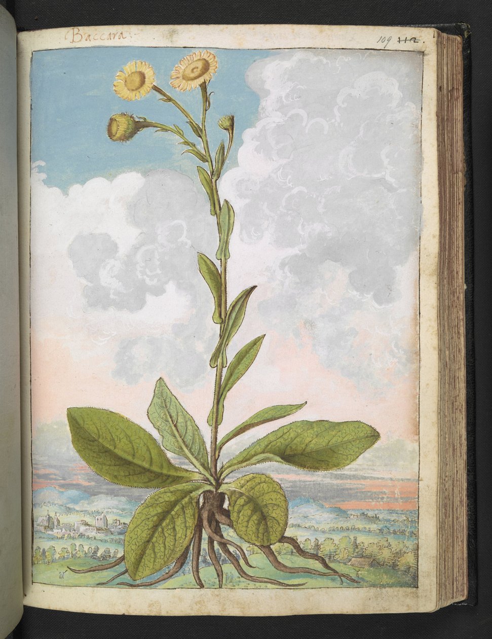 Baccara, från "Paintings of Flora of the Roman States" av Gherardo Cibo, Add MS 22333, f109r, c.1564-84 (akvarell & gouache på papper) av Gherardo Cibo