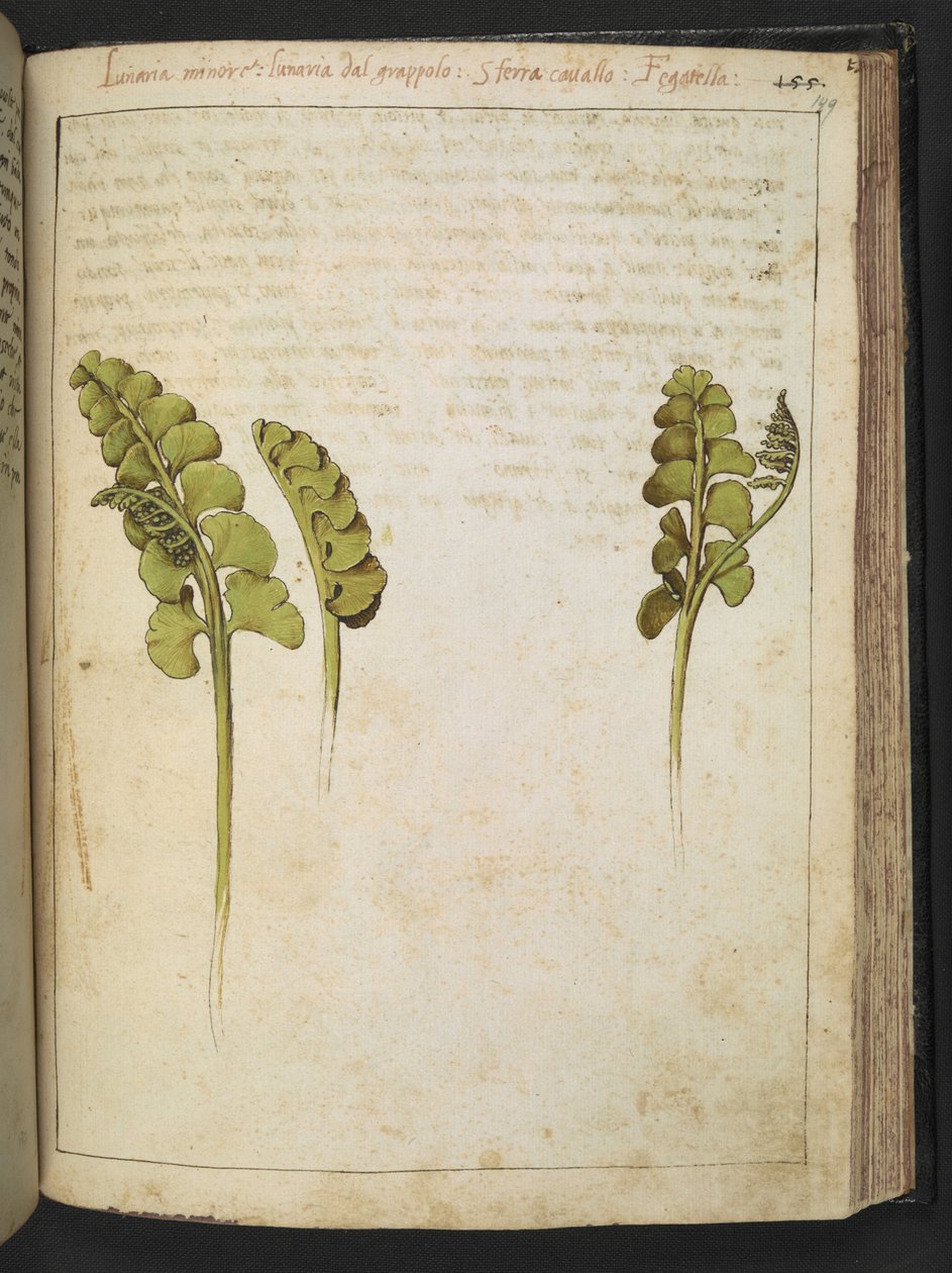 Botrychium lunaria (ormbunke), från "Paintings of Flora of the Roman States" av Gherardo Cibo, Add MS 22333, f149r, c.1564-84 (akvarell & gouache på papper) av Gherardo Cibo