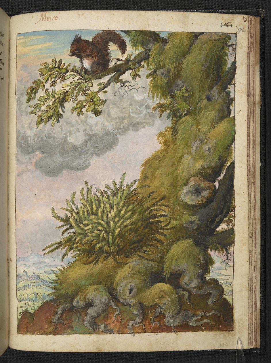 Bryophyte (mossa) och en ekorre som sitter på grenen av ett träd, från "Paintings of Flora of the Roman States" av Gherardo Cibo, Add MS 22333, f172r, c.1564-84 (akvarell & gouache på papper) av Gherardo Cibo
