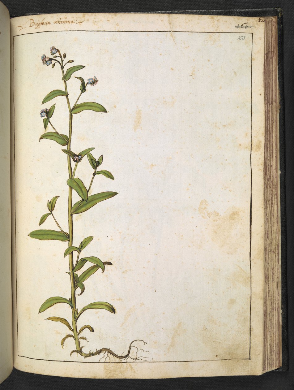 Buglossa, Anchusa azurea (Loddon Royalist), från "Paintings of Flora of the Roman States" av Gherardo Cibo, Add MS 22333, f153r, c.1564-84 (akvarell & gouache på papper) av Gherardo Cibo