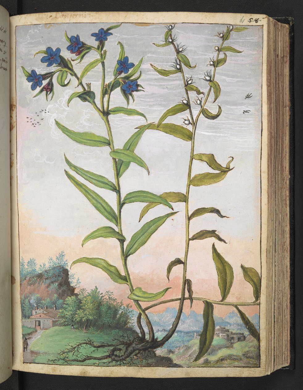 Buglossoides purpurocaerulea , från "Paintings of Flora of the Roman States" av Gherardo Cibo, Add MS 22333, f061r, c.1564-84 (akvarell & gouache på papper) av Gherardo Cibo