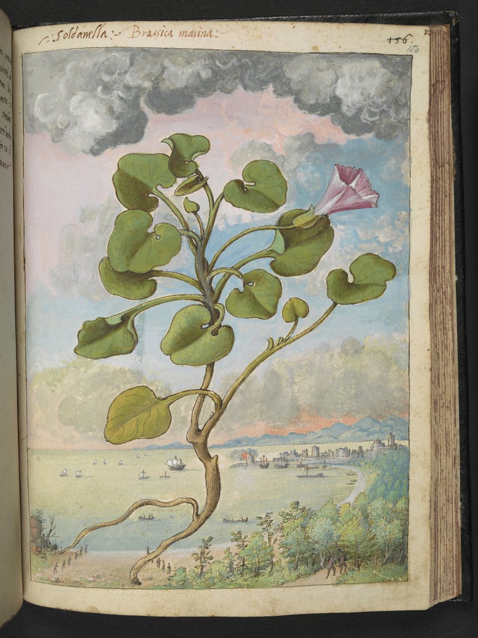 Calystegia soldanella, från "Paintings of Flora of the Roman States" av Gherardo Cibo, Add MS 22333, f150r, c.1564-84 (akvarell & gouache på papper) av Gherardo Cibo