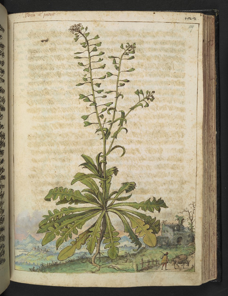 Capsella bursa-pastoris, från "Paintings of Flora of the Roman States" av Gherardo Cibo, Add MS 22333, f119r, c.1564-84 (akvarell & gouache på papper) av Gherardo Cibo