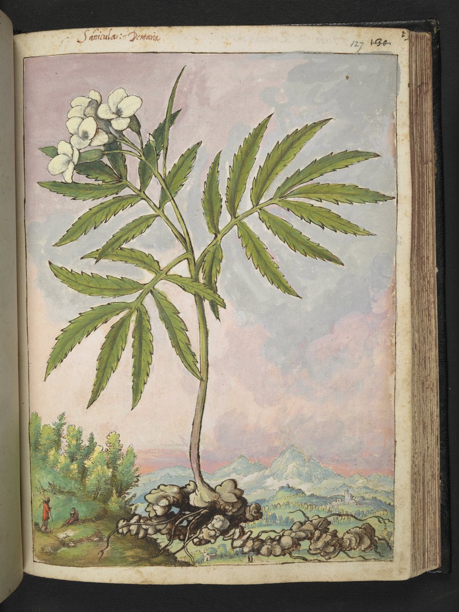 Cardamine heptaphylla, från "Paintings of Flora of the Roman States" av Gherardo Cibo, Add MS 22333, f127r, c.1564-84 (akvarell & gouache på papper) av Gherardo Cibo