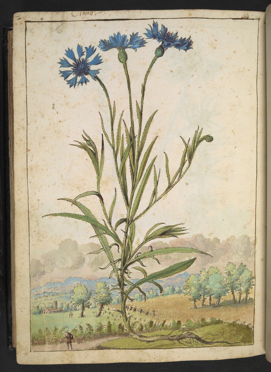 Centaurea cyanus: En blomma med blå kronblad, från "Paintings of Flora of the Roman States" av Gherardo Cibo, Add MS 22333, f177v, c.1564-84 (akvarell & gouache på papper) av Gherardo Cibo