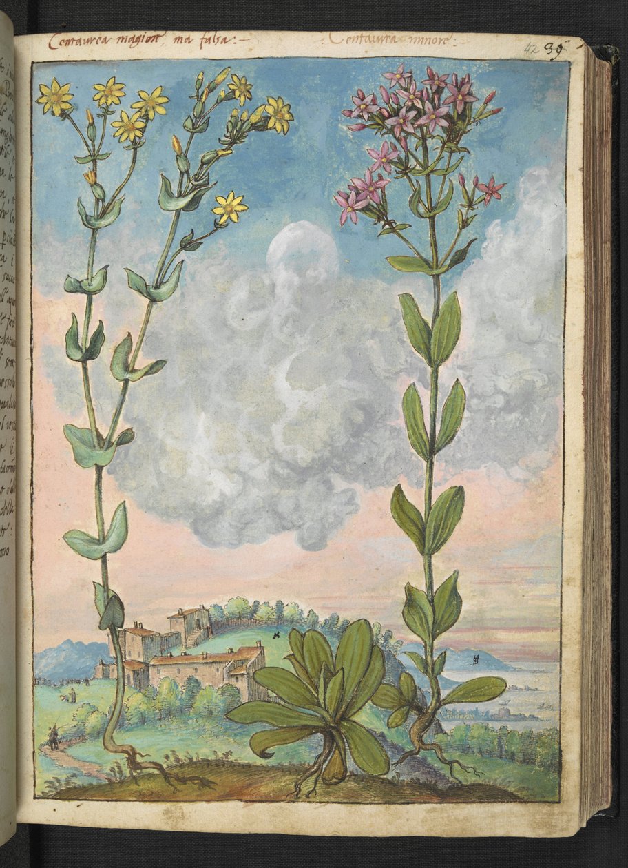 Centaurium erythraea, från "Paintings of Flora of the Roman States" av Gherardo Cibo, Add MS 22333, f042r, c.1564-84 (akvarell & gouache på papper) av Gherardo Cibo