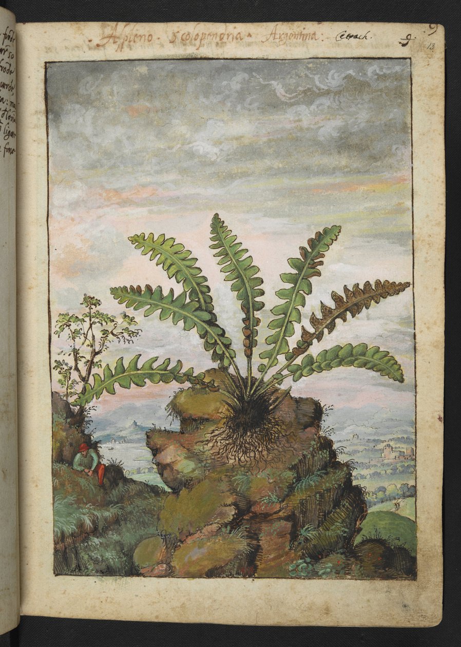 Ceterach officinarum, från "Paintings of Flora of the Roman States" av Gherardo Cibo, Add MS 22333, f013r, c.1564-84 (akvarell & gouache på papper) av Gherardo Cibo