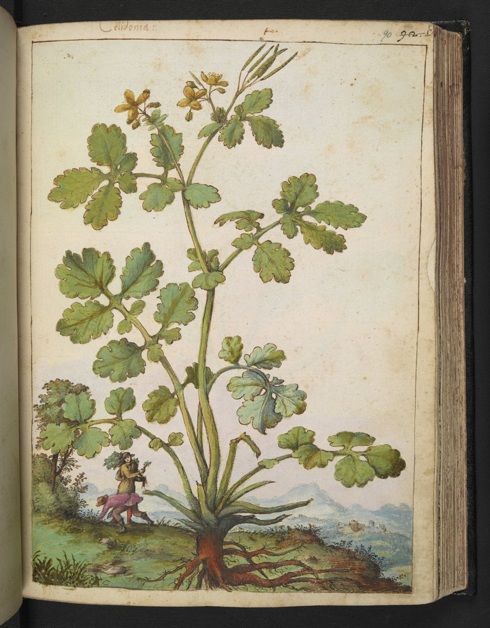 Chelidonium majus, från "Paintings of Flora of the Roman States" av Gherardo Cibo, Add MS 22333, f090r, c.1564-84 (akvarell & gouache på papper) av Gherardo Cibo
