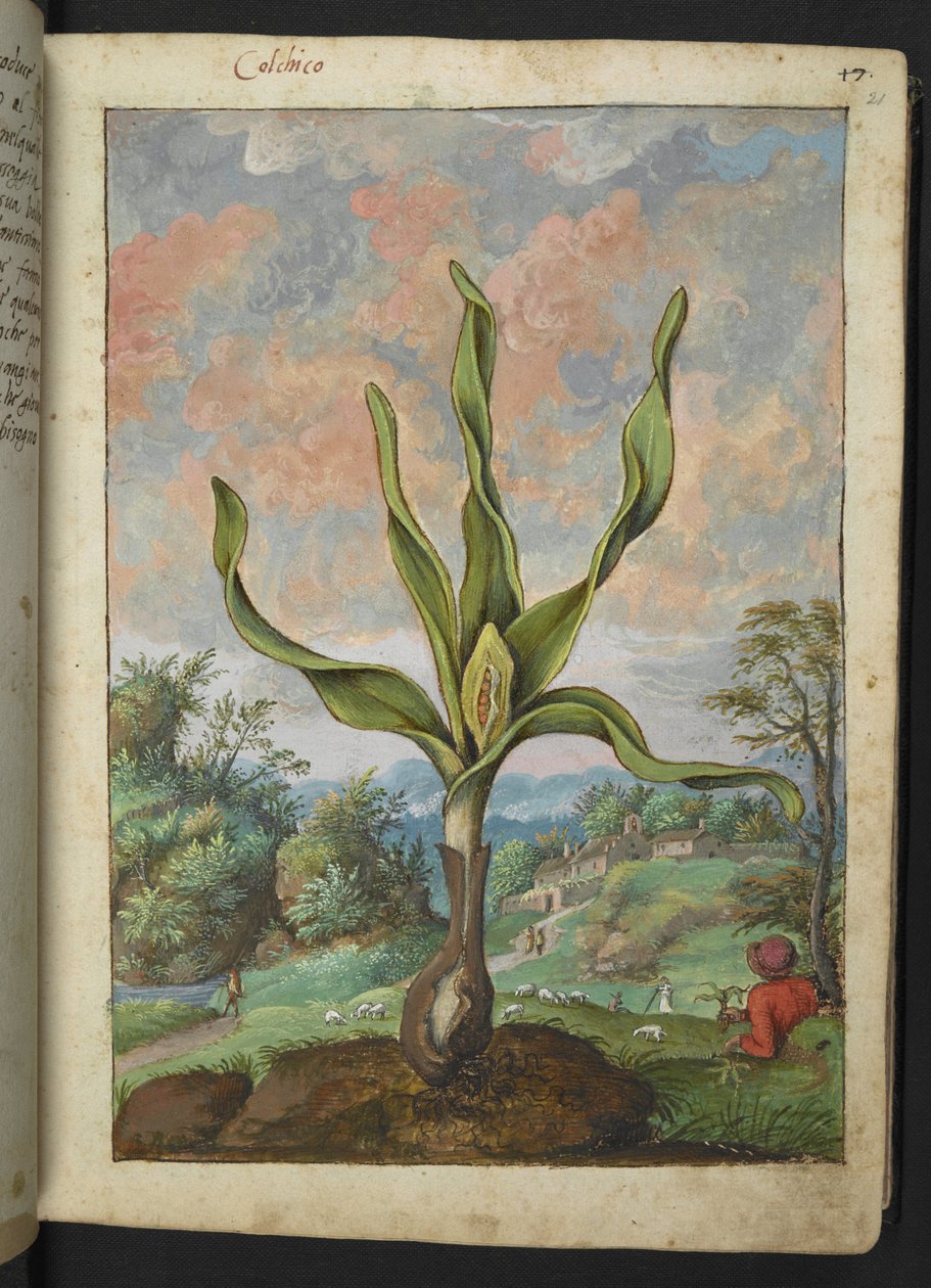 Colchicum autumnale, från "Paintings of Flora of the Roman States" av Gherardo Cibo, Add MS 22333, f021r, c.1564-84 (akvarell & gouache på papper) av Gherardo Cibo