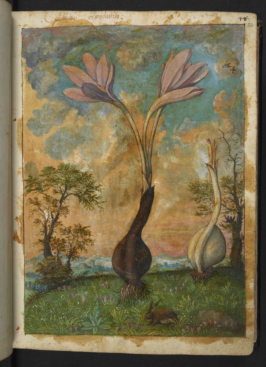 Colchicum autumnale, från "Paintings of Flora of the Roman States" av Gherardo Cibo, Add MS 22333, f022r, c.1564-84 (akvarell & gouache på papper) av Gherardo Cibo