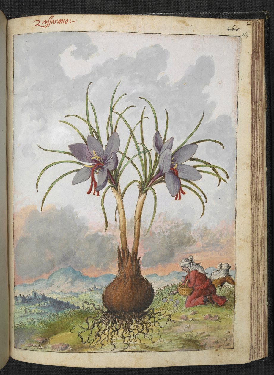 Crocus sativus (saffran), från "Paintings of Flora of the Roman States" av Gherardo Cibo, Add MS 22333, f160r, c.1564-84 (akvarell & gouache på papper) av Gherardo Cibo