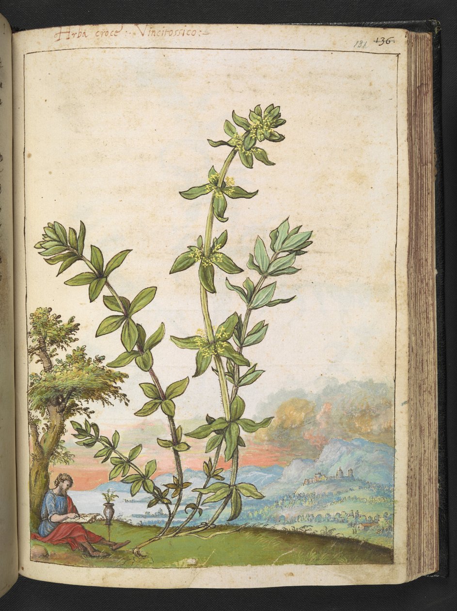 Cruciata laevipes, från "Paintings of Flora of the Roman States" av Gherardo Cibo, Add MS 22333, f131r, c.1564-84 (akvarell & gouache på papper) av Gherardo Cibo