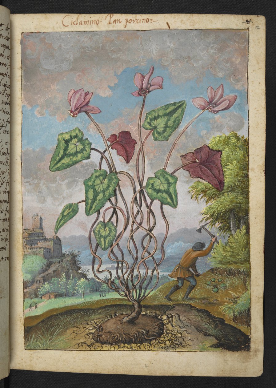 Cyclamen hederifolium, från "Paintings of Flora of the Roman States" av Gherardo Cibo, Add MS 22333, f012r, c.1564-84 (akvarell & gouache på papper) av Gherardo Cibo