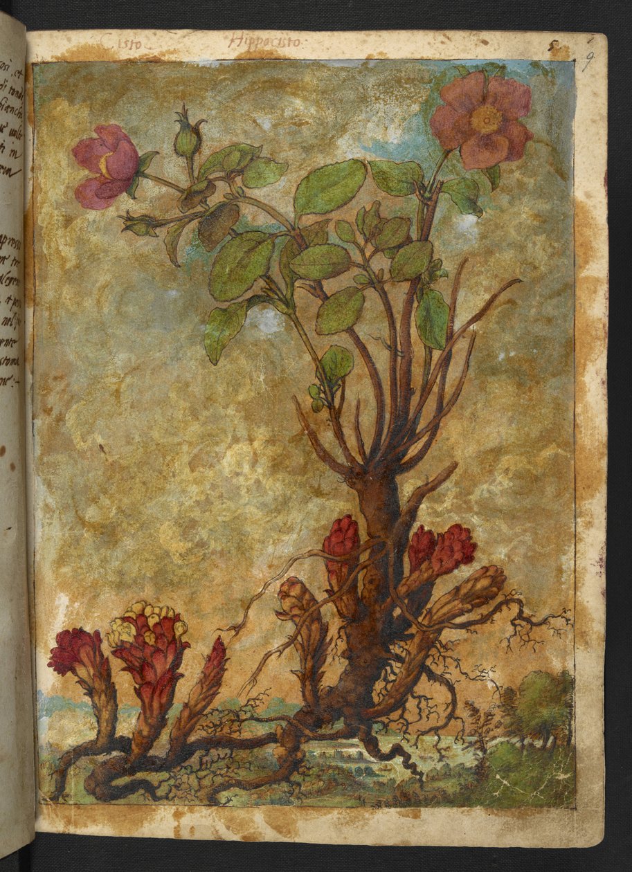 Cytinus hypocistis, från "Paintings of Flora of the Roman States" av Gherardo Cibo, Add MS 22333, f009r, c.1564-84 (akvarell & gouache på papper) av Gherardo Cibo