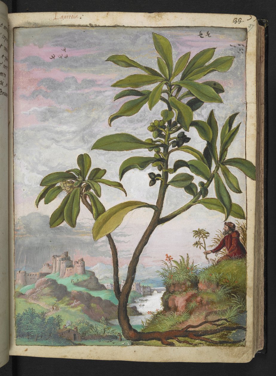 Daphne laureola, från "Paintings of Flora of the Roman States" av Gherardo Cibo, Add MS 22333, f037r, c.1564-84 (akvarell & gouache på papper) av Gherardo Cibo