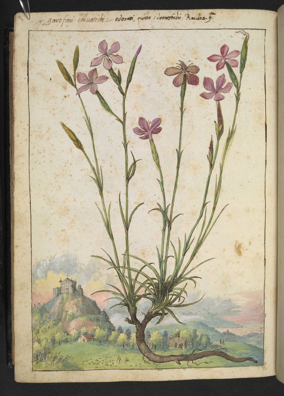 Dianthus longicaulis: En växt med rosa kronblad, från "Paintings of Flora of the Roman States" av Gherardo Cibo, Add MS 22333, f179v, c.1564-84 (akvarell & gouache på papper) av Gherardo Cibo